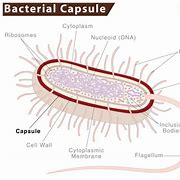 Image result for Capsule Bacteria
