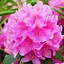 Image result for Rhododendron (T) Roseum Elegans