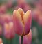 Tulipa Bellville-க்கான படிம முடிவு