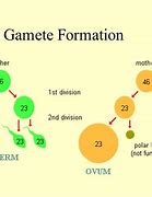 Image result for Male Gamete Cell
