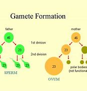 Image result for Gamete Cells