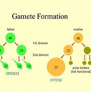 Image result for Gamete Cells