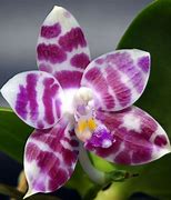Image result for Most Expensive Orchid