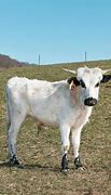 Image result for Ancient Cattle