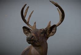 Image result for Deer Jaw Model