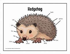 Image result for Hedgehog Diagram