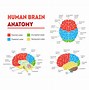 Image result for Brain History Facts