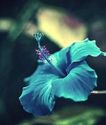 Image result for Floral iPad Wallpaper