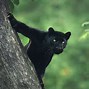 Image result for Panther Walking Side View
