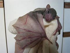 Image result for Bat Cuddles