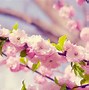 Image result for Images of Cute Flowers
