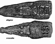 Image result for Crocodile vs Alligator Drawing