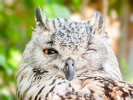 Image result for Owls Chirp