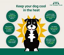 Image result for Dog Stay-Cool