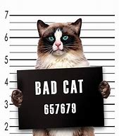 Image result for Bad Cat Sign