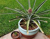 Image result for Pineapple Top
