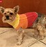 Image result for Free Dog Sweater Knitting Patterns