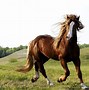 Image result for Horse Computer Wallpaper
