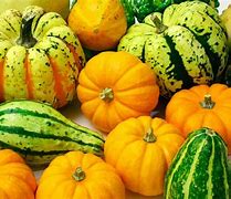 Image result for Types of Garden Squash