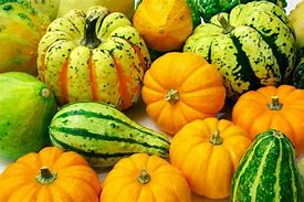Image result for Different Kinds of Squash