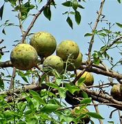 Image result for Wood Apple Tree Sri Lanka