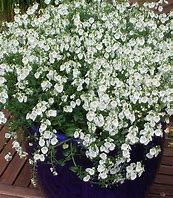 Image result for DIASCIA WHITE