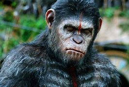 Image result for Apes Shrug