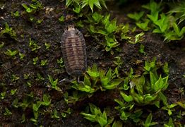 Image result for Isopod Moss