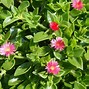 Image result for Baby Sun Rose Succulent