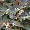 Image result for Persicaria Red Dragon