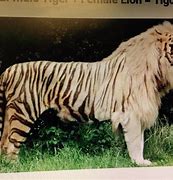 Image result for Lion Mixed with Tiger