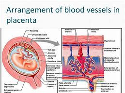 Image result for Placenta Blood Supply