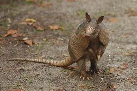 Image result for Armadillo Bursting From the State of Texas Decal