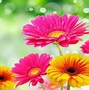 Image result for Amazing Sunflowers