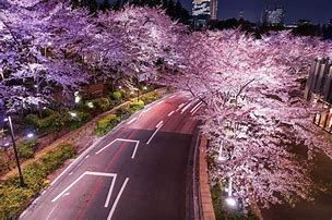 Image result for Japan Cherry Blossom at Night