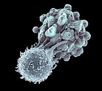 Image result for T cell
