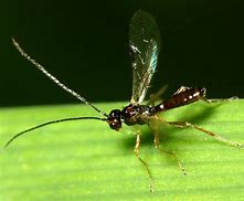 Image result for "braconid-wasp"