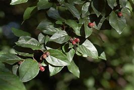 Image result for cotoneaster_foveolatus