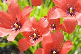 Image result for Tulipa linifolia