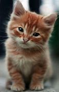 Image result for Adorable Cat Face