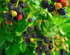 Image result for Growing Blackberries