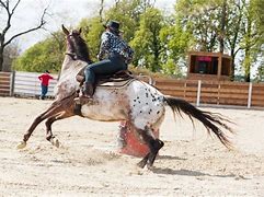 Image result for Paint Horse Racing