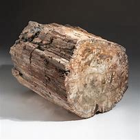 Image result for Petrified Wood Log