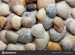 Image result for Coquillage Comestible