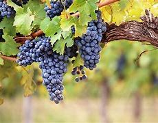 Image result for Grapevine Photos