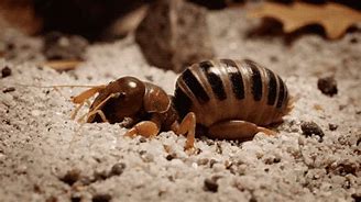 Image result for Field Cricket Insect