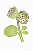 Image result for Lotus Seed Pod Cartoon