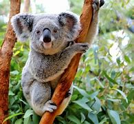 Image result for Chester Zoo Koala