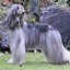 Image result for Afghan Hound Haircuts