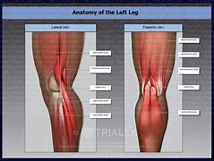 Image result for Anatomy of Left Leg